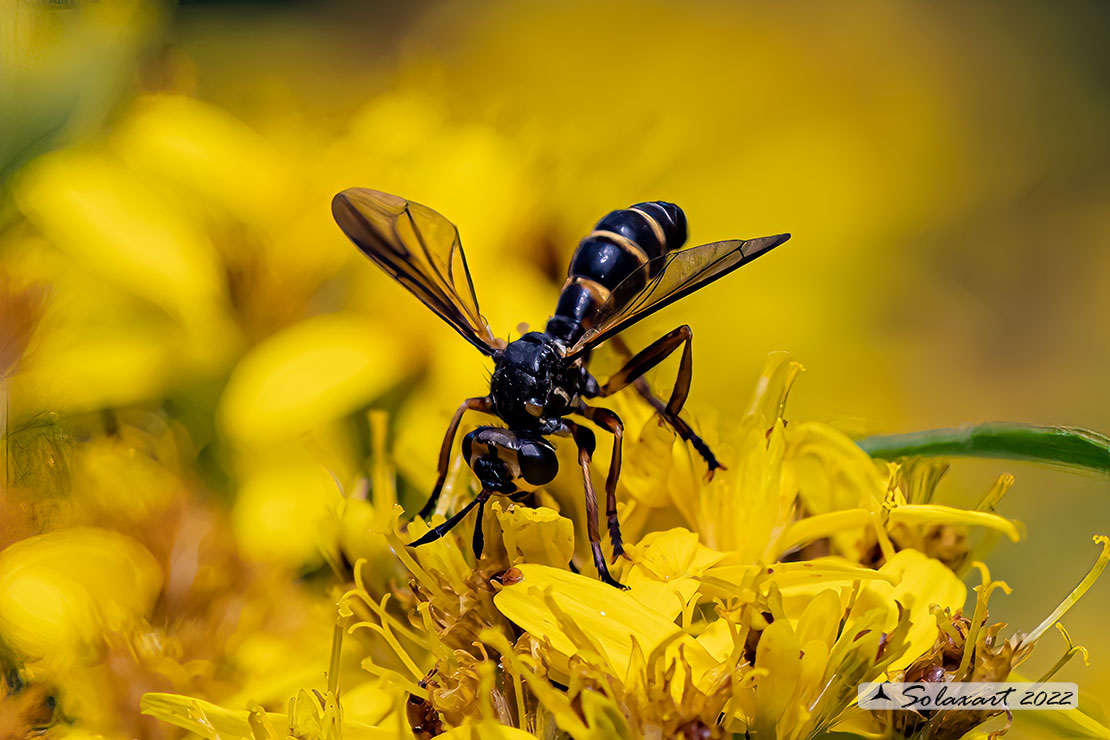Conops cfr versicularis 