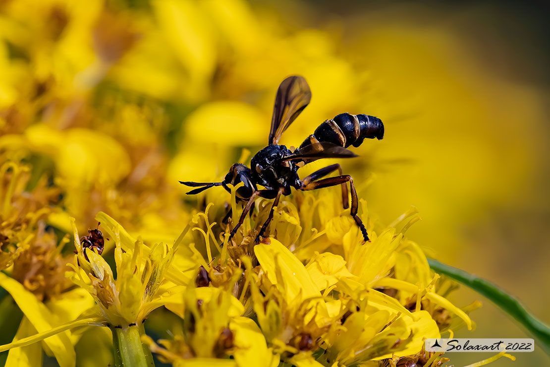 Conops cfr versicularis 