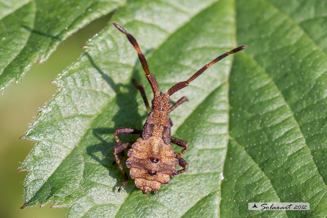 Coreus marginatus - Coreide marginato - dock bug
