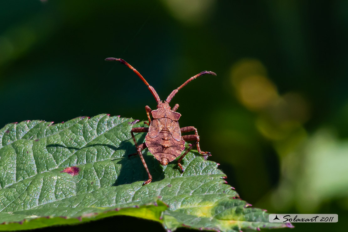 Coreus marginatus - Coreide marginato - dock bug