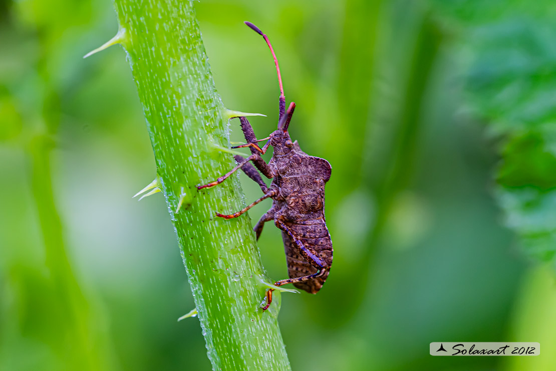 Coreus marginatus - Coreide marginato - dock bug