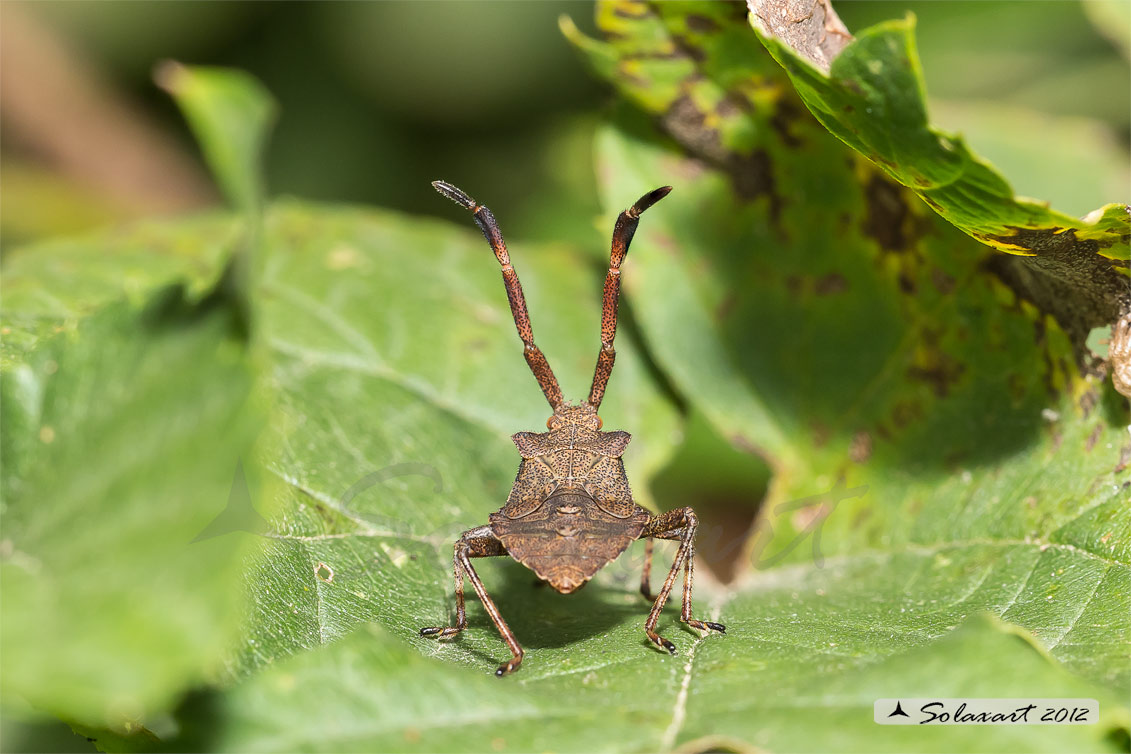 Coreus marginatus