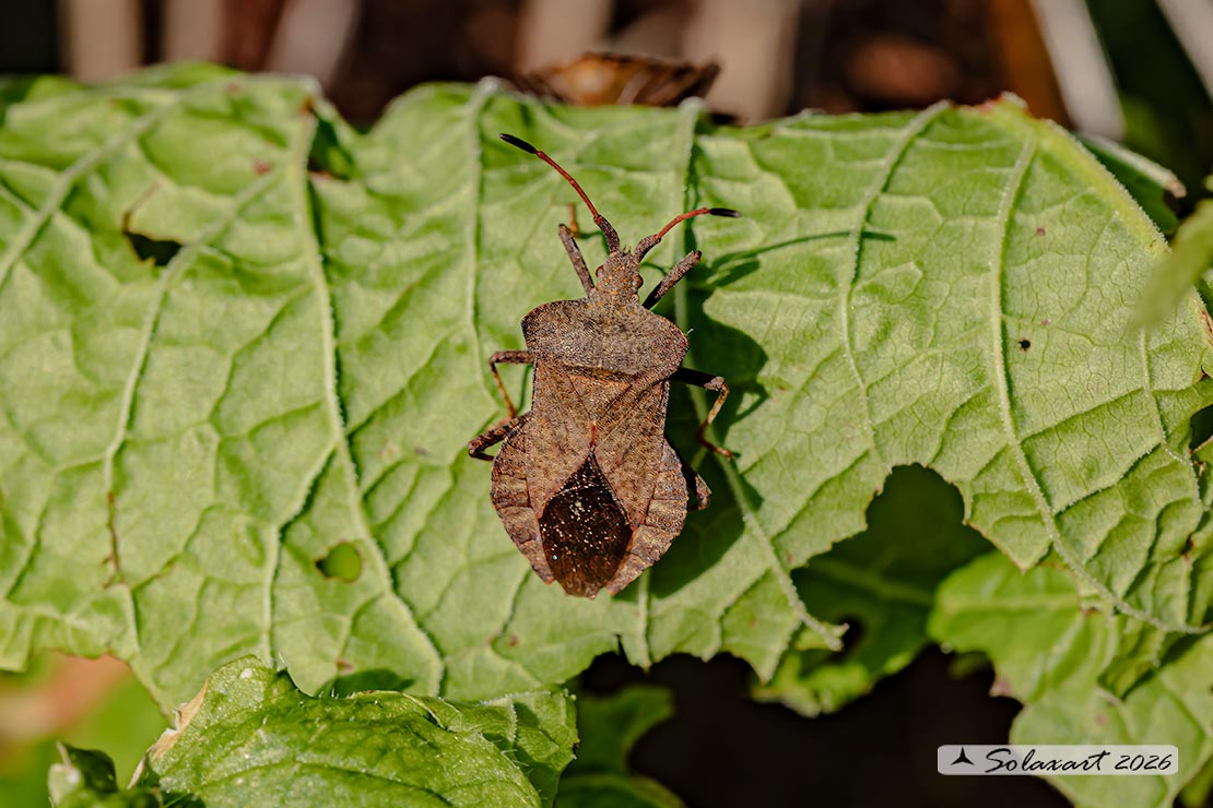Coreus marginatus - Coreide marginato - Dock bug
