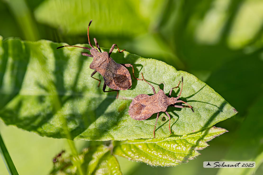 Coreus marginatus - Coreide marginato - Dock bug