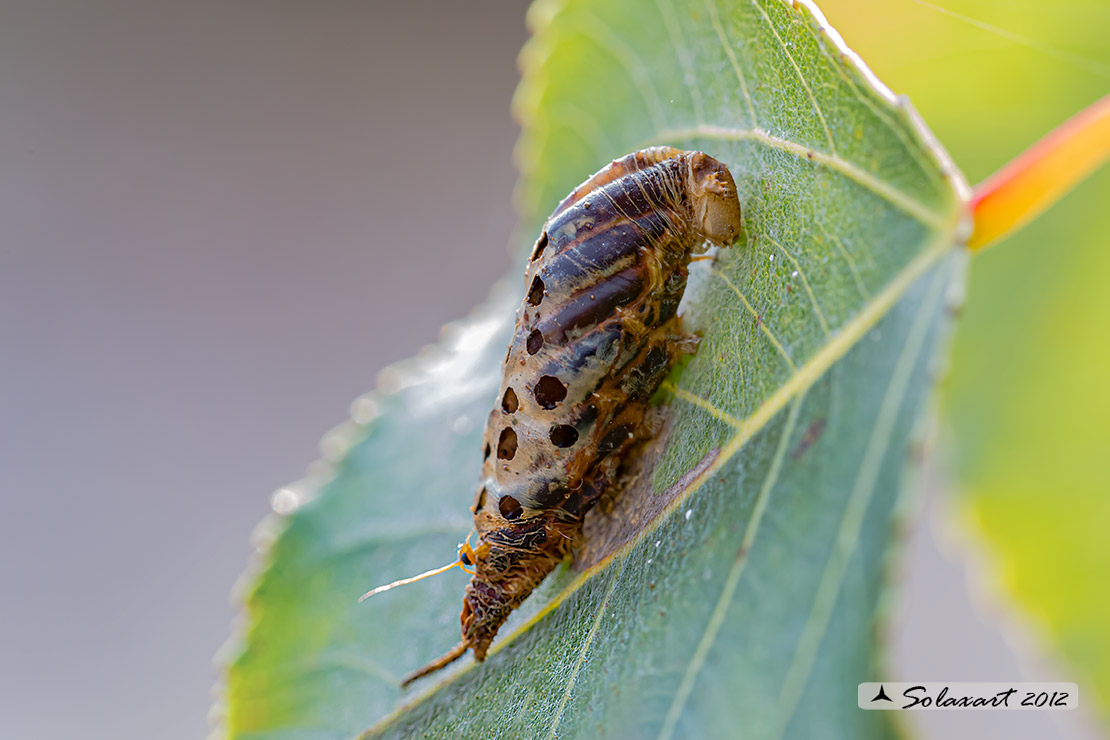 bruco in fase di trasformazione in crisalide - famiglia Papilionidae; Iphiclides podalirius