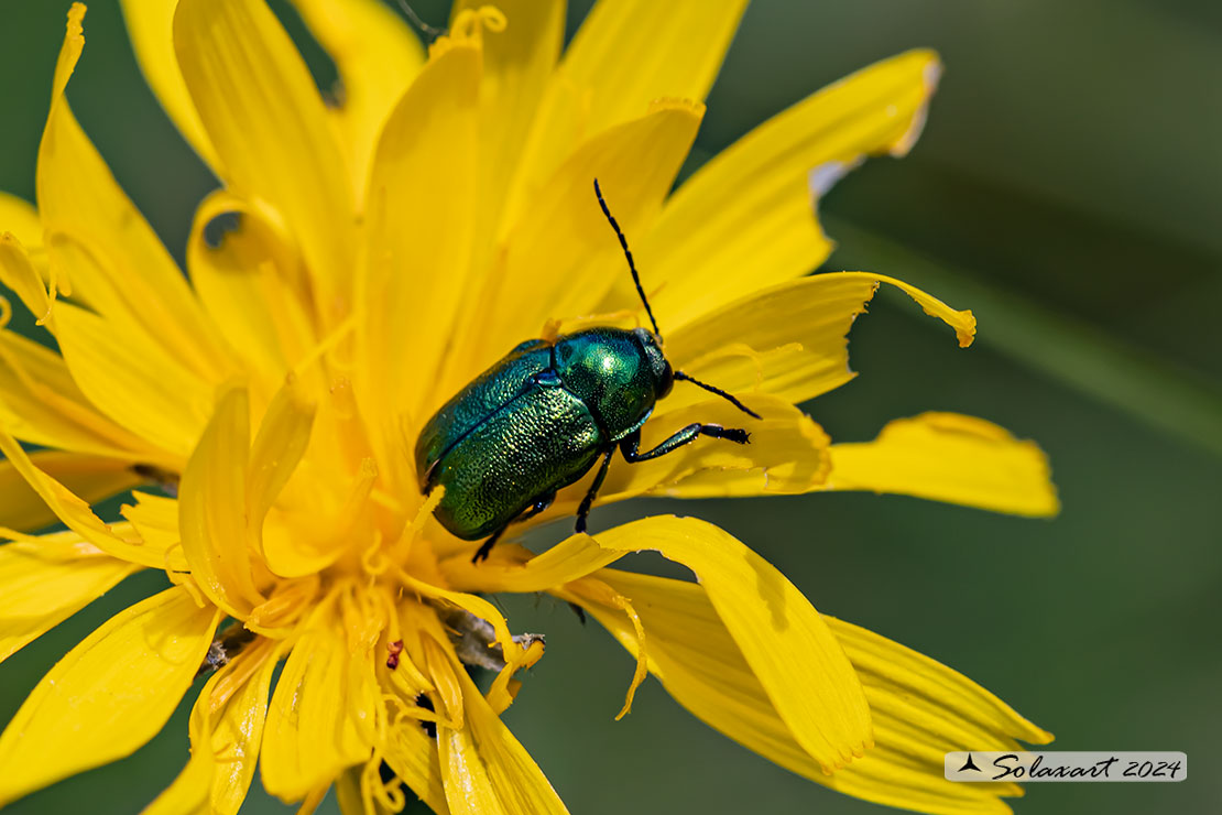 Cryptocephalus aureolus:   