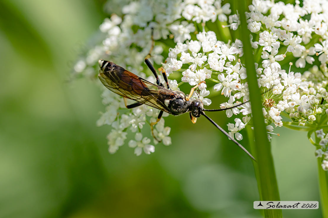 Ctenichneumon panzeri