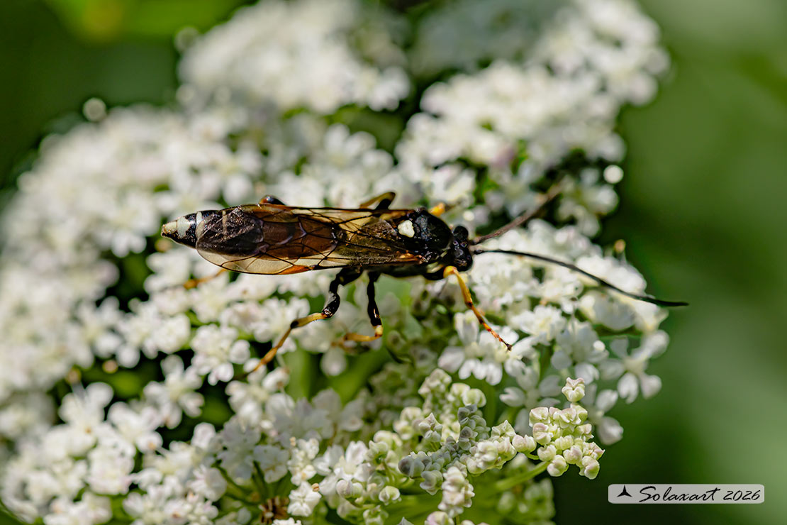 Ctenichneumon panzeri