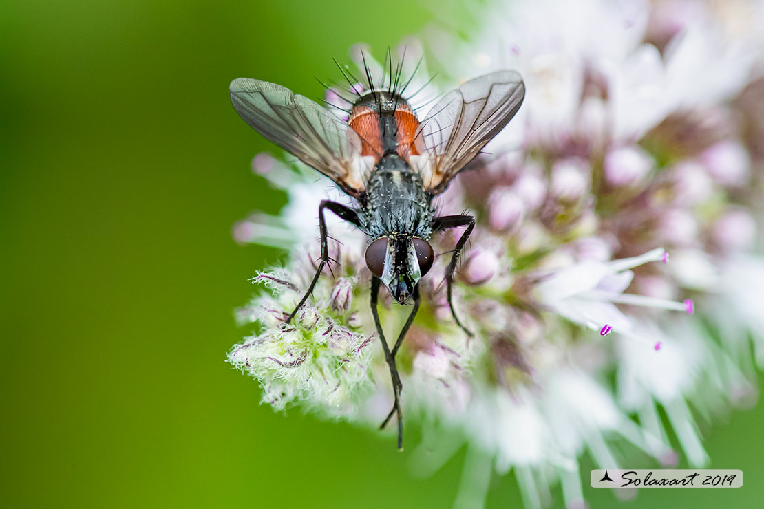 Cylindromyia auriceps