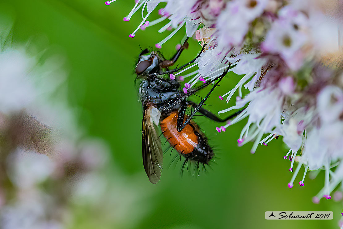 Cylindromyia auriceps