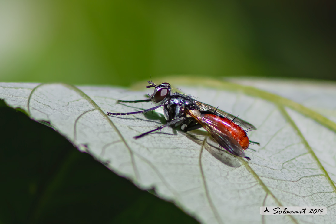 Cylindromyia bicolor