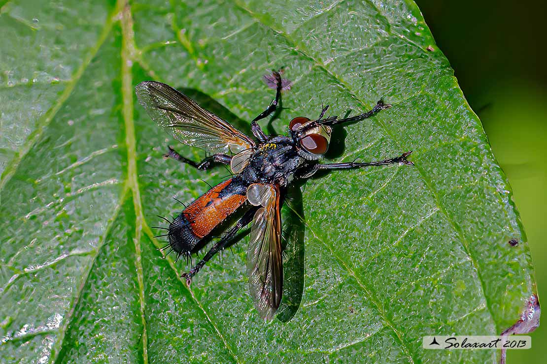 Cylindromyia bicolor