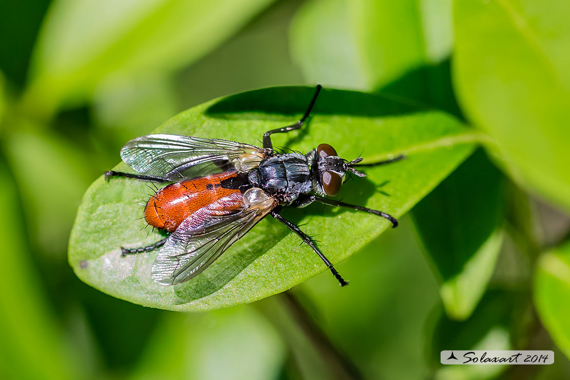 Cylindromyia bicolor