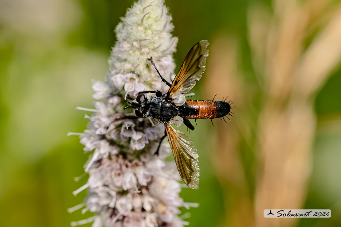 Cylindromyia brassicaria
