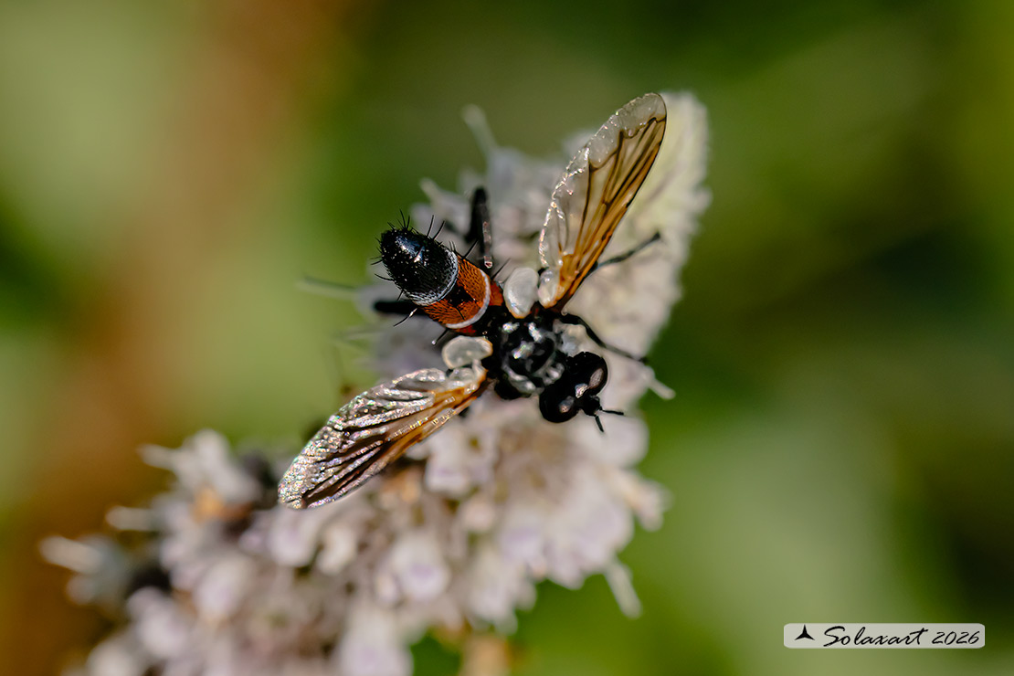Cylindromyia cfr interrupta