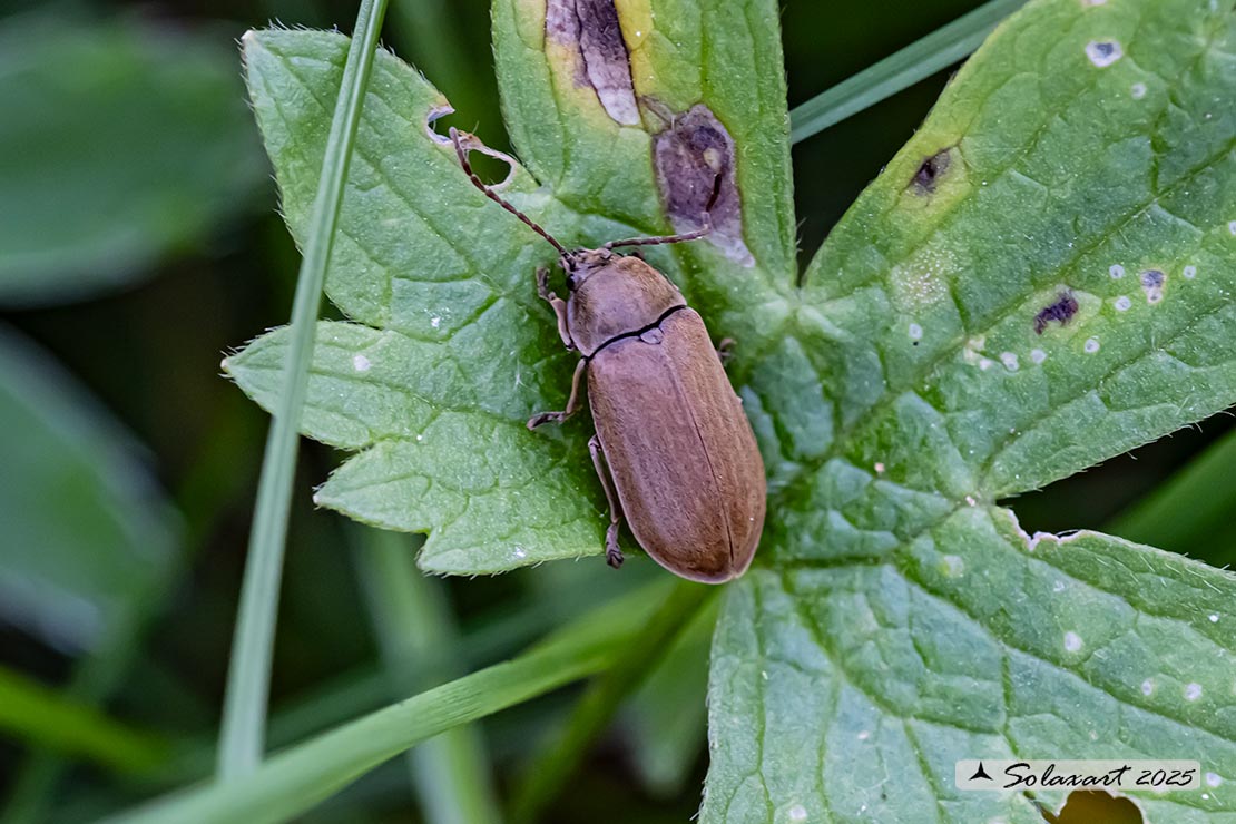 Dascillus cervinus