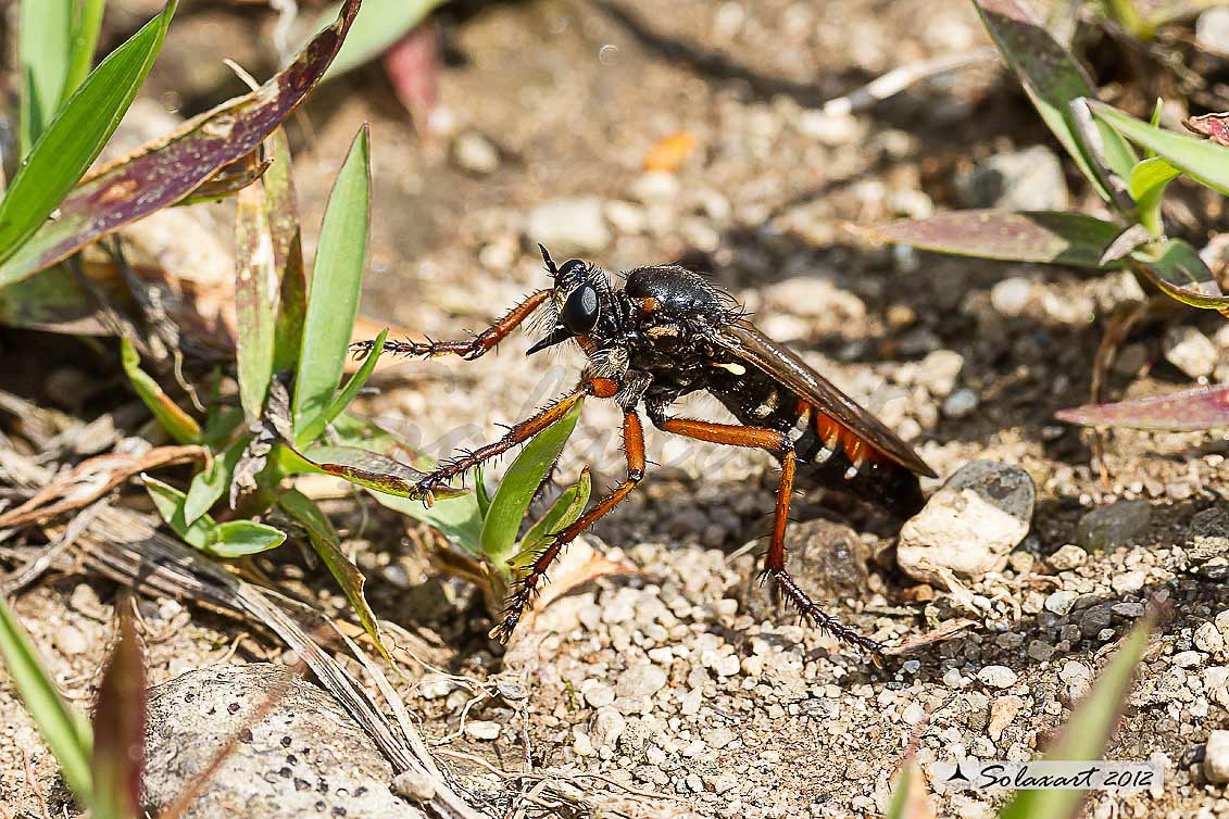 Dasypogon diadema 