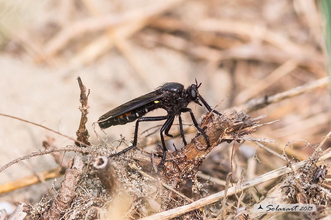 Dasypogon diadema  - maschio 