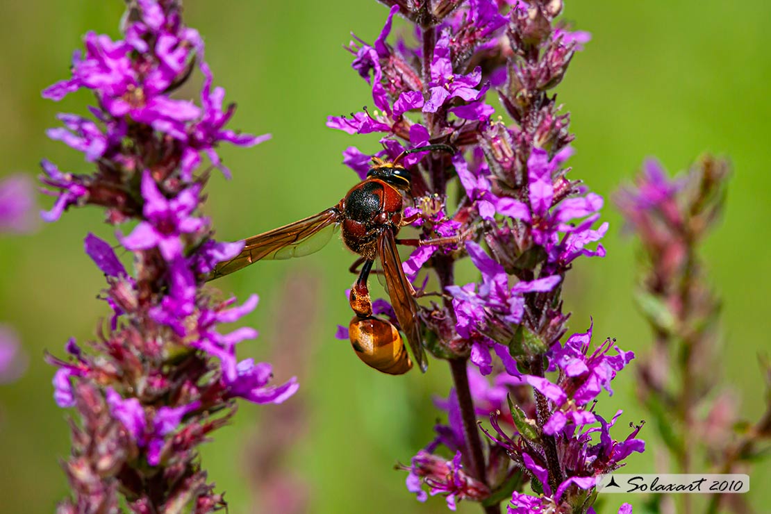 Eumeninae, Delta unguiculatum 