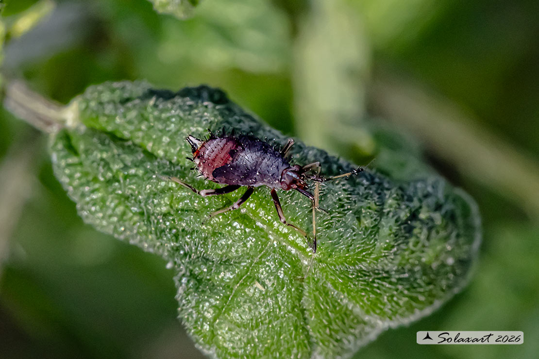 Deraeocoris ruber