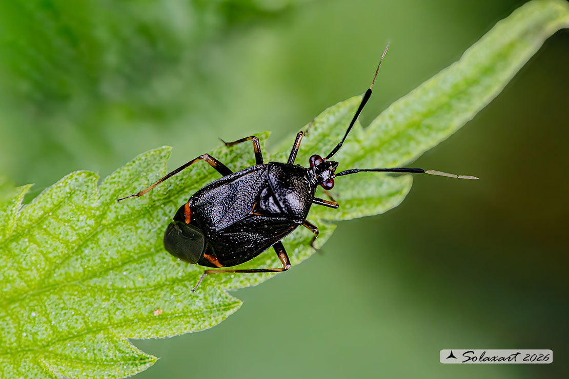 Deraeocoris ruber