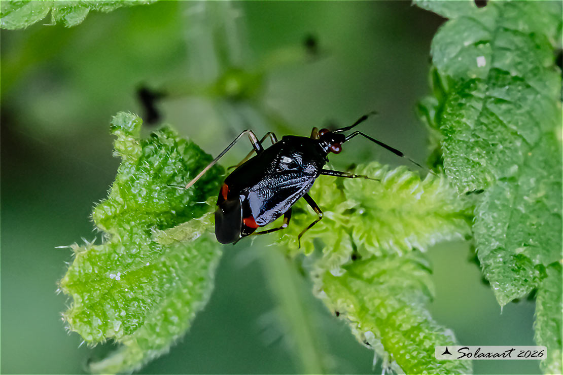 Deraeocoris ruber