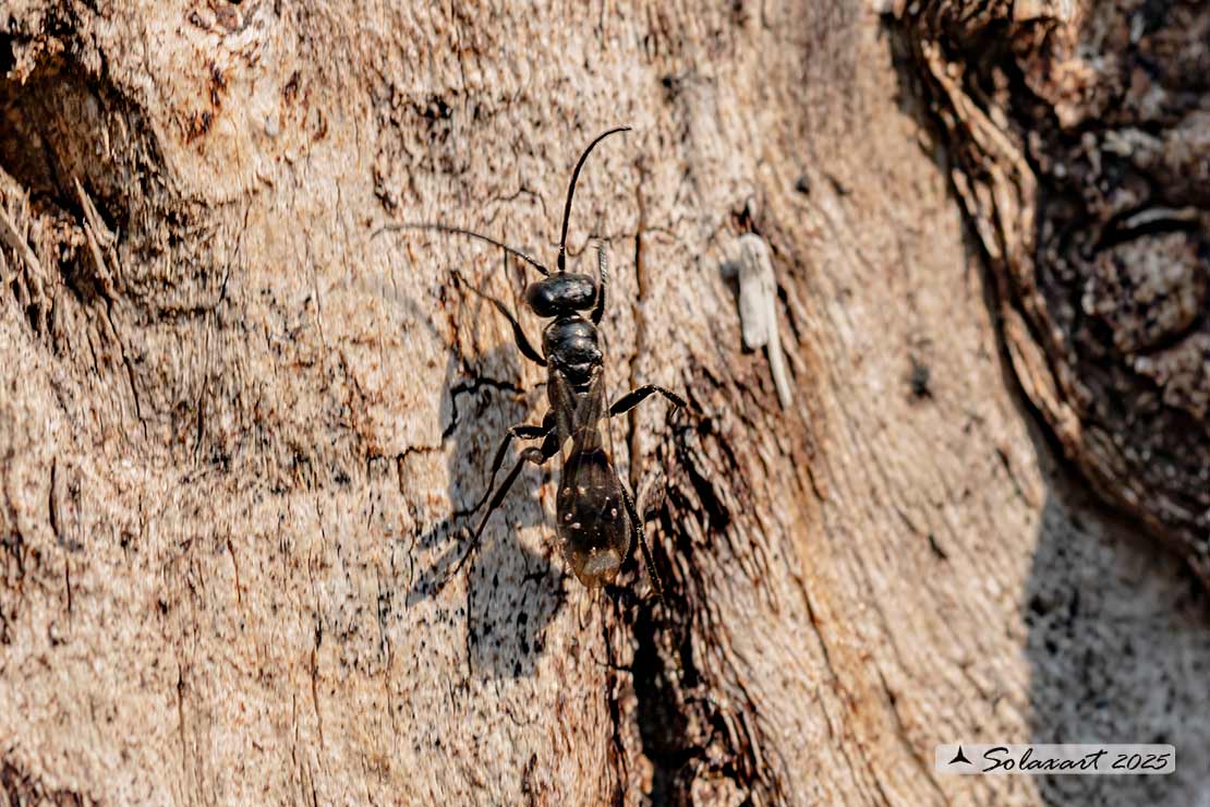 Deuteragenia subintermedia