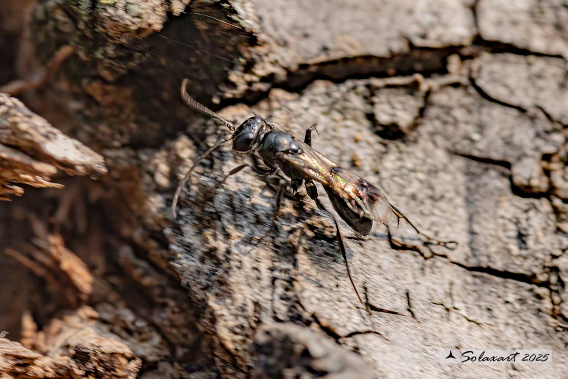 Deuteragenia subintermedia