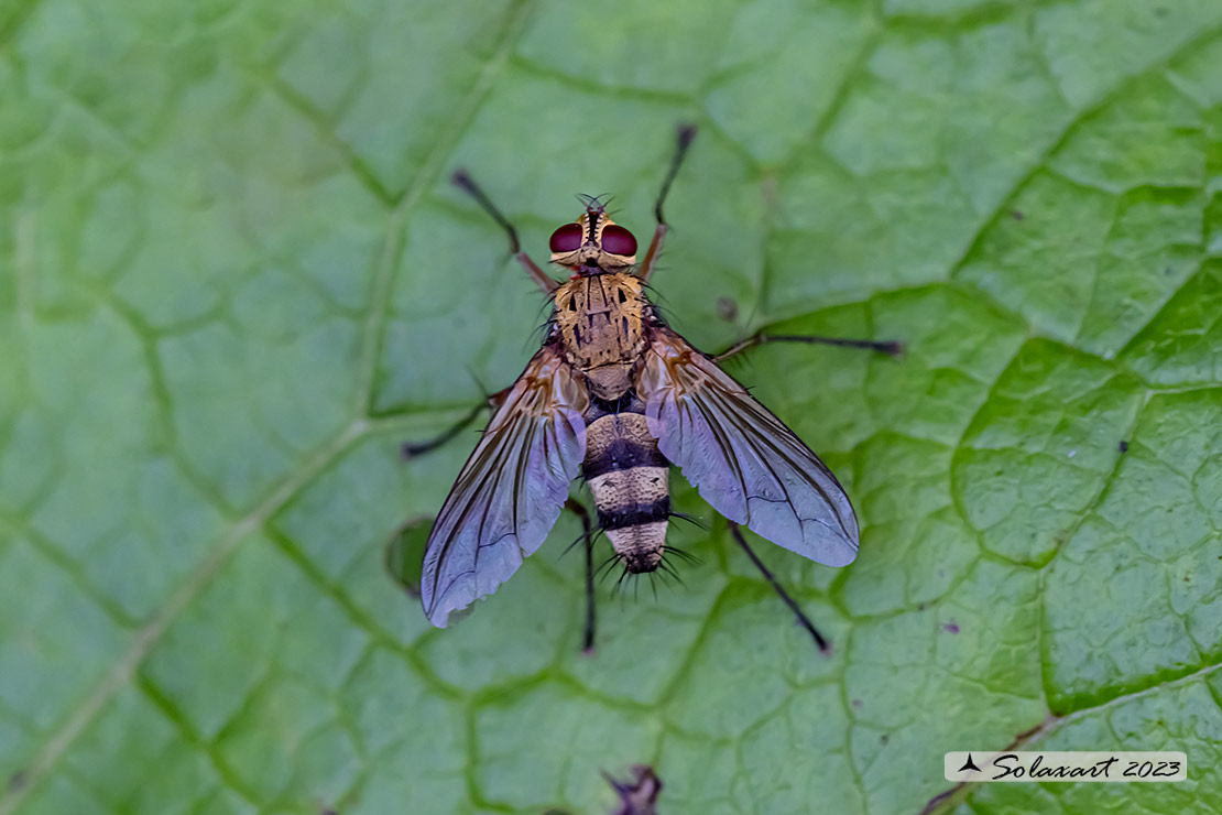 Dexiosoma caninum 