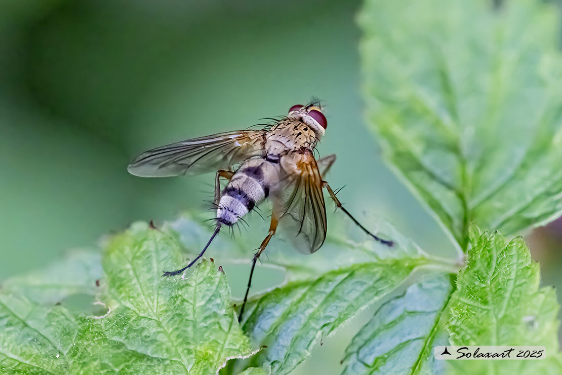 Dexiosoma caninum 