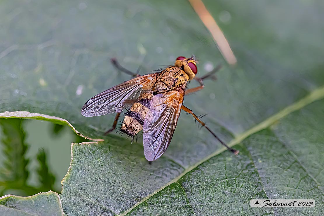 Dexiosoma caninum 