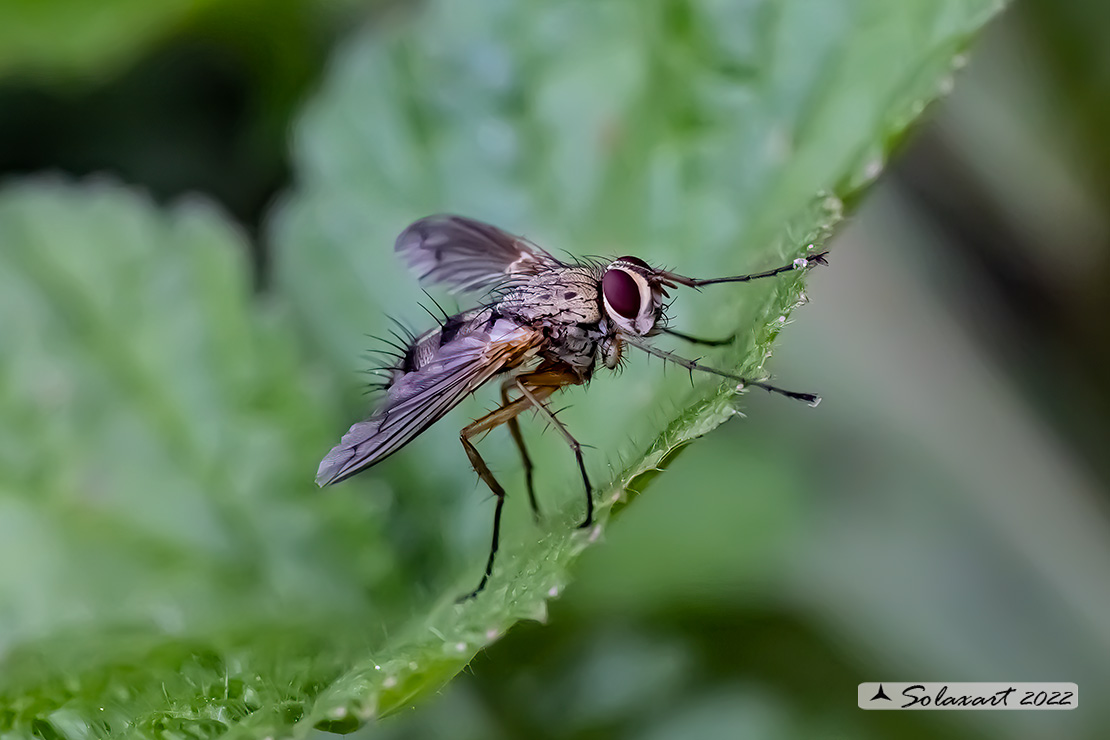 Dexiosoma caninum 