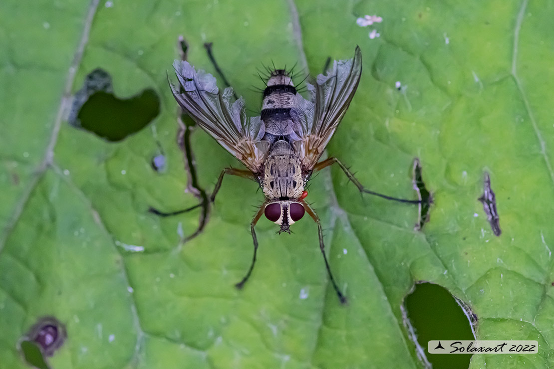 Dexiosoma caninum 
