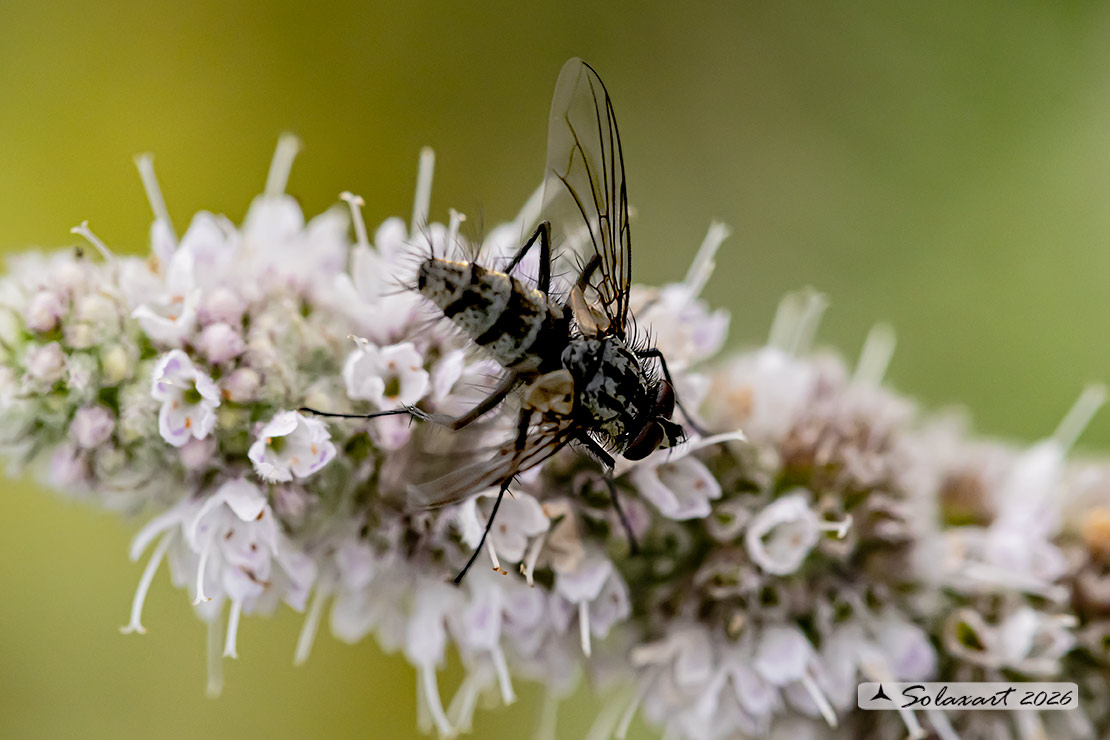 Dinera fuscata