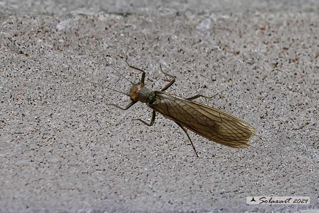 Dinocras cephalotes