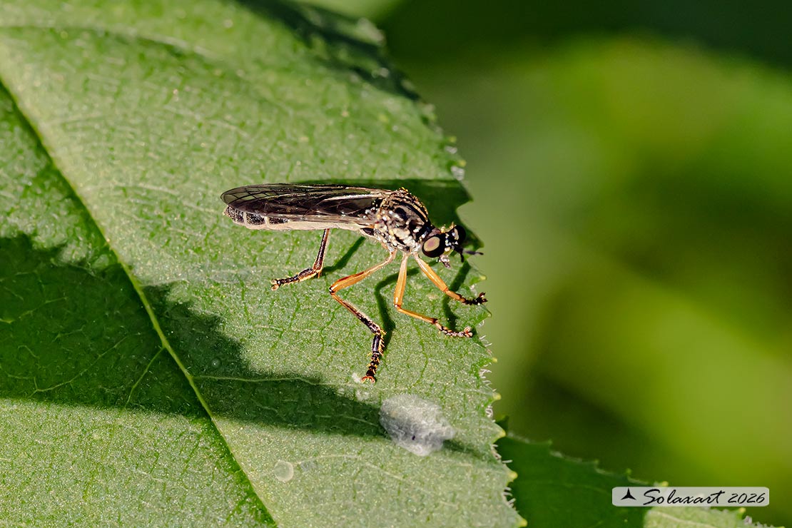 Dioctria linearis 