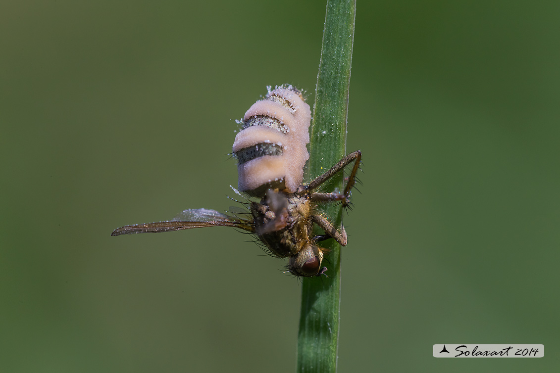 Dittero parassitato da fungo Cordyceps sp. 