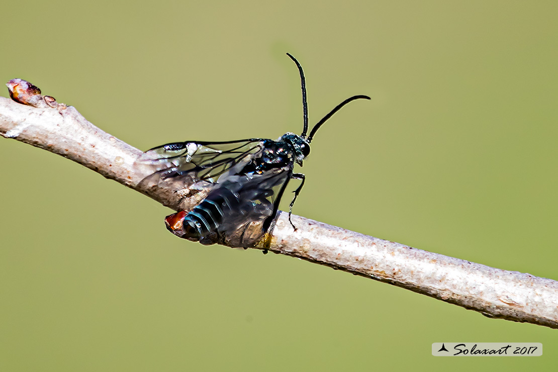 Dolerus haematodes