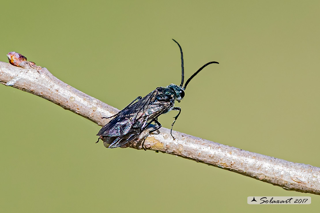 Dolerus haematodes