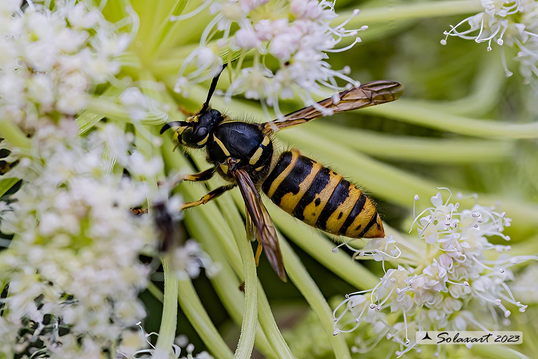 Dolichovespula saxonica 