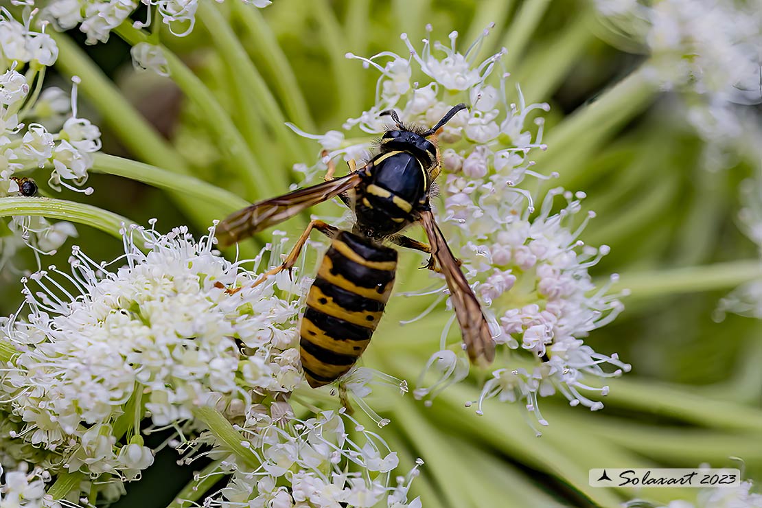 Dolichovespula saxonica 