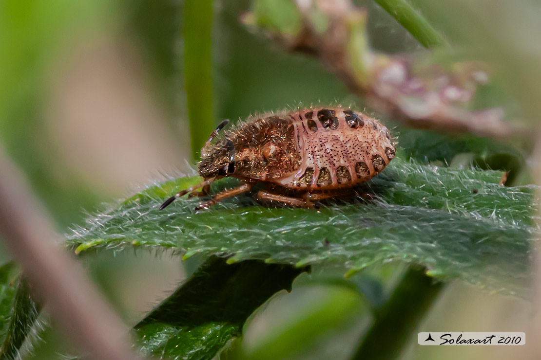 Dolycoris baccarum
