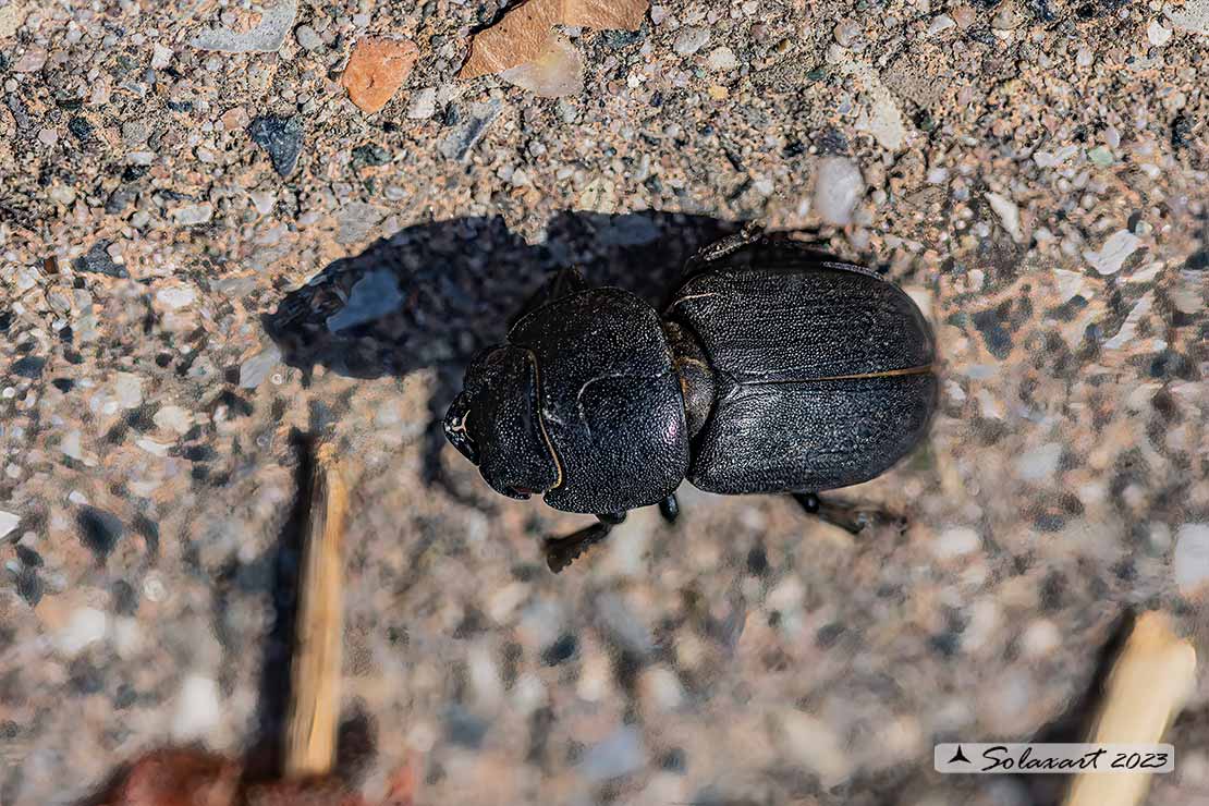 Dorcus parallelipipedus; lesser stag beetle