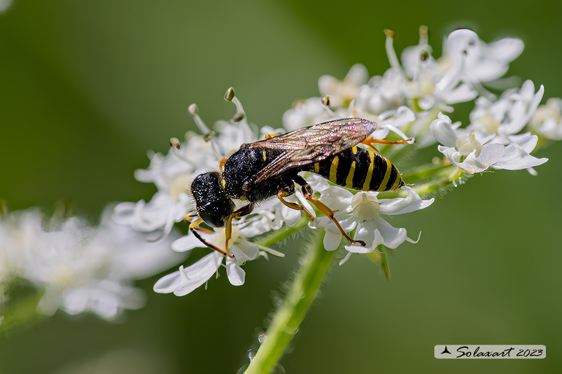 Ectemnius sp.