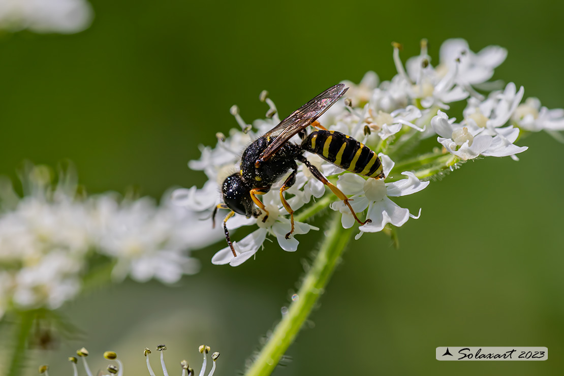 Ectemnius sp.