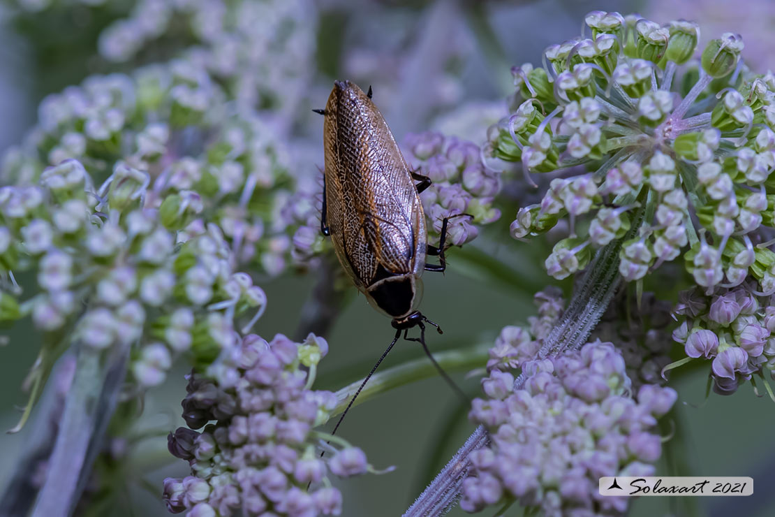 Ectobius lapponicus