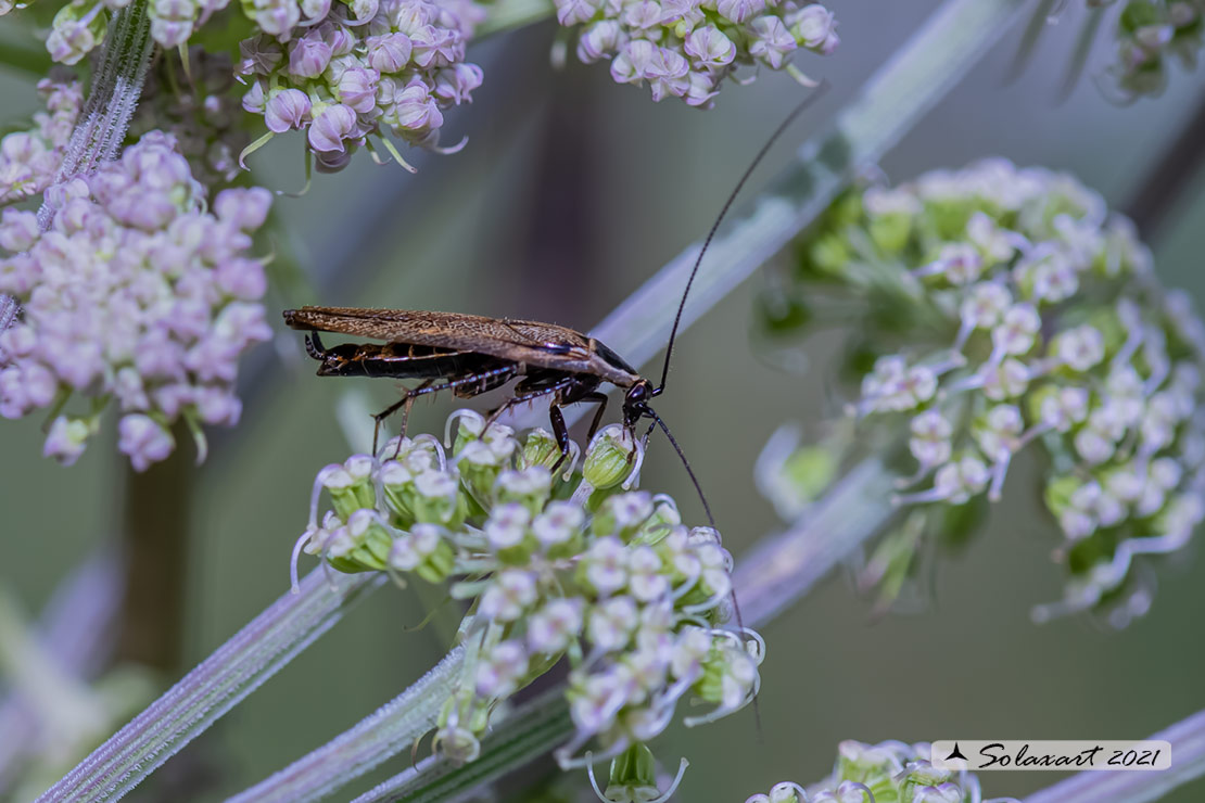 Ectobius lapponicus