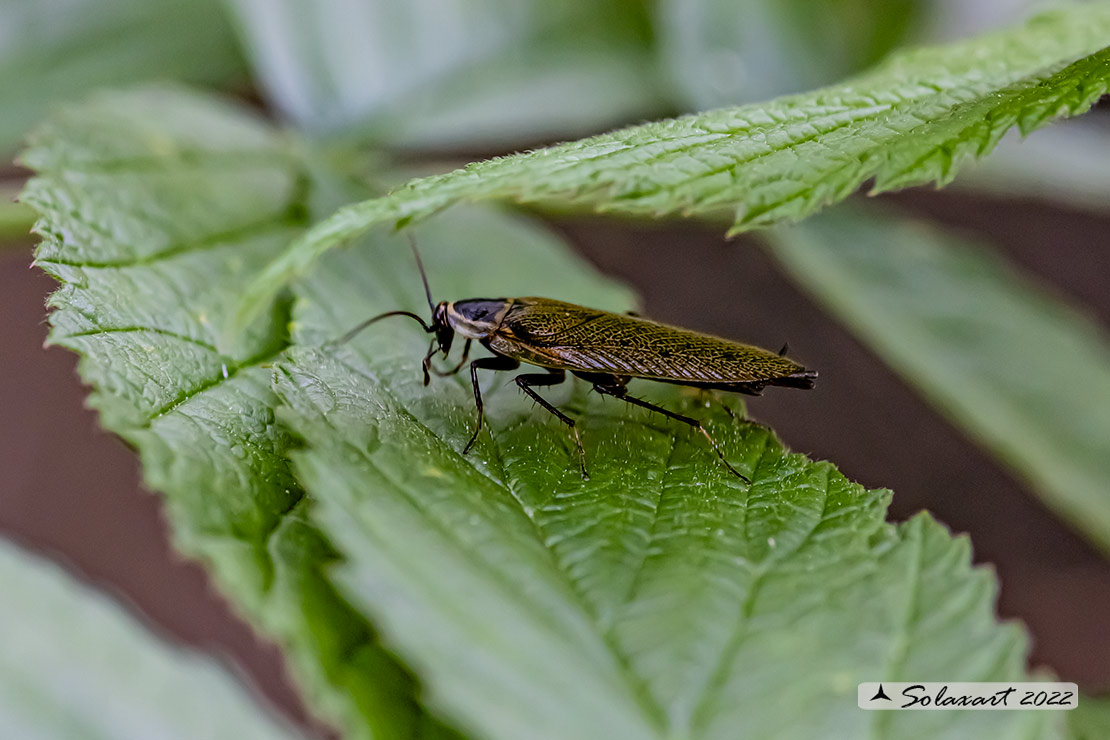 Ectobius lapponicus