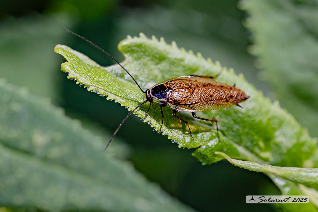 Ectobius lapponicus