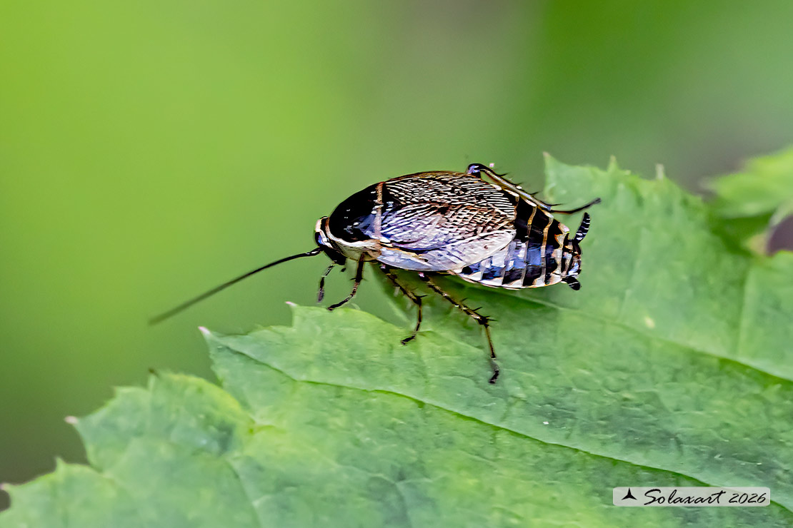 Ectobius sylvestris